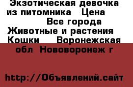 Экзотическая девочка из питомника › Цена ­ 25 000 - Все города Животные и растения » Кошки   . Воронежская обл.,Нововоронеж г.